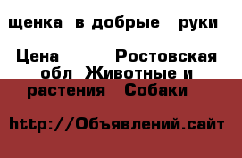 щенка  в добрые   руки › Цена ­ 100 - Ростовская обл. Животные и растения » Собаки   